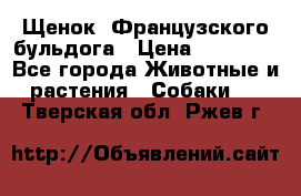 Щенок  Французского бульдога › Цена ­ 35 000 - Все города Животные и растения » Собаки   . Тверская обл.,Ржев г.